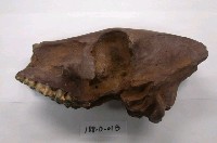 藏品(野豬頭化石)的圖片